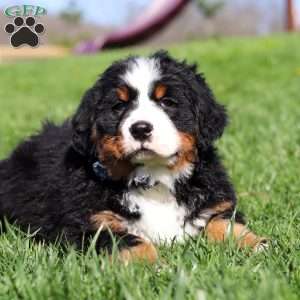 Crooked Jim, Bernese Mountain Dog Puppy